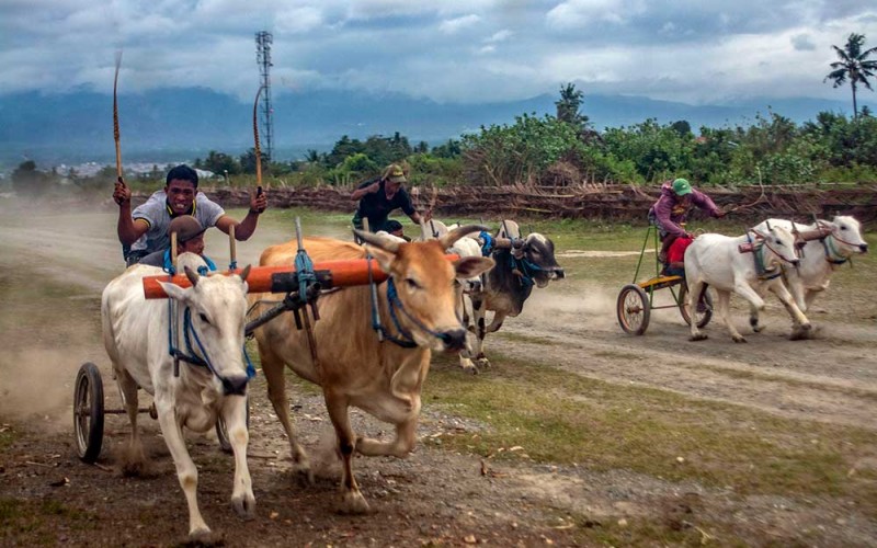 Joki memacu sapinya pada karapan sapi tradisional di Desa Baliase, Marawola, Sigi, Sulawesi Tengah, Rabu (1/2/2023). Tradisi karapan sapi yang diikuti perwakilan desa dan digelar usai panen raya itu menjadi salah satu bentuk ungkapan syukur atas hasil panen sekaligus menjadi ajang silaturahmi bagi warga antardesa di wilayah itu. ANTARA FOTO/Basri Marzuki