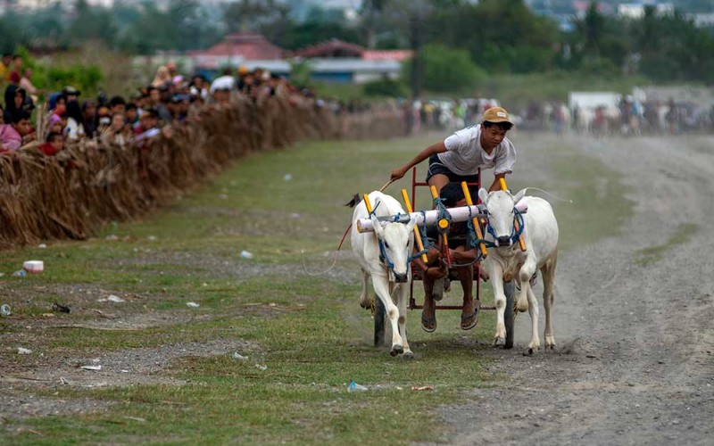 Joki memacu sapinya pada karapan sapi tradisional di Desa Baliase, Marawola, Sigi, Sulawesi Tengah, Rabu (1/2/2023). Tradisi karapan sapi yang diikuti perwakilan desa dan digelar usai panen raya itu menjadi salah satu bentuk ungkapan syukur atas hasil panen sekaligus menjadi ajang silaturahmi bagi warga antardesa di wilayah itu. ANTARA FOTO/Basri Marzuki