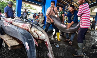 Terancam Punah, KKP Keluarkan Aturan Ketat Untuk Perdagangan Ikan Hiu dan Pari