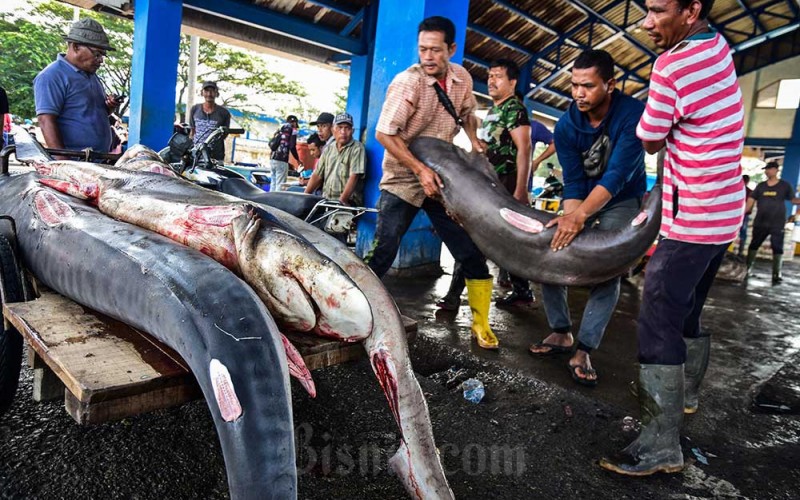 Sejumlah pekerja mengangkut ikan hiu di Pelabuhan Perikanan Samudera Kutaraja, Kota Banda Aceh, Aceh, Rabu (8/2/2023). Kementerian Kelautan dan Perikanan (KKP) memastikan aturan ketat untuk pengendalian perdagangan ikan hiu dan pari untuk menjaga kelestarian spesies yang terancam punah melalui skema perizinan khusus, kuota penangkapan dan ekspor, dan kewajiban pelaporan dokumen angkut untuk hiu dan pari yang masuk daftar spesies terancam punah. ANTARA FOTO/FB Anggoro