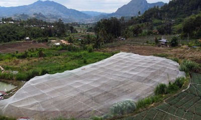 Kebun Bawang Merah di Sulawesi Ditutupi Jaring Penghalau Hama