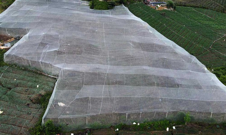 Kebun Bawang Merah di Sulawesi Ditutupi Jaring Penghalau Hama