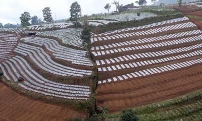 Puluhan Ribu Hektare Lahan di Lereng Gunung Sumbing dan Prahu Dalam Kondisi Kritis