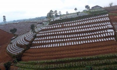 Puluhan Ribu Hektare Lahan di Lereng Gunung Sumbing dan Prahu Dalam Kondisi Kritis