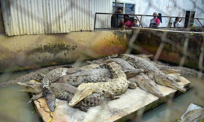 Penangkaran Buaya Asam Kumbang di Medan Menjadi Yang Terbesar se-Asia Tenggara