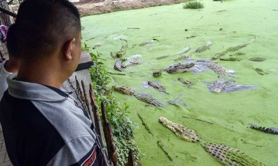 Penangkaran Buaya Asam Kumbang di Medan Menjadi Yang Terbesar se-Asia Tenggara