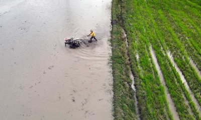 Kementan Dorong Daerah di Indonesia Untuk Memperluas Area Tanam Padi