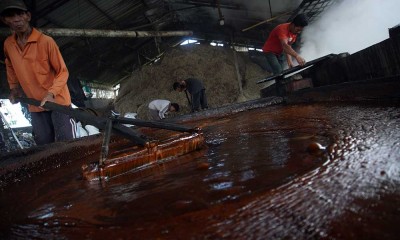 Produksi Gula Merah Menurun Akibat Rendahnya Kadar Gula Tebu Hasil Panen