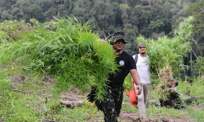 Pemusnahan Ladang Ganja Seluas 2,5 Hekatare di Aceh