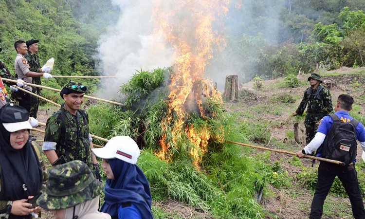 Pemusnahan Ladang Ganja Seluas 2,5 Hekatare di Aceh