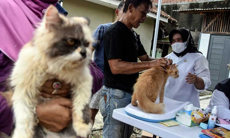 Disnakan Kabupaten Ciamis Gelar Vaksinasi Rabies Gratis Bagi Hewan Peliharaan