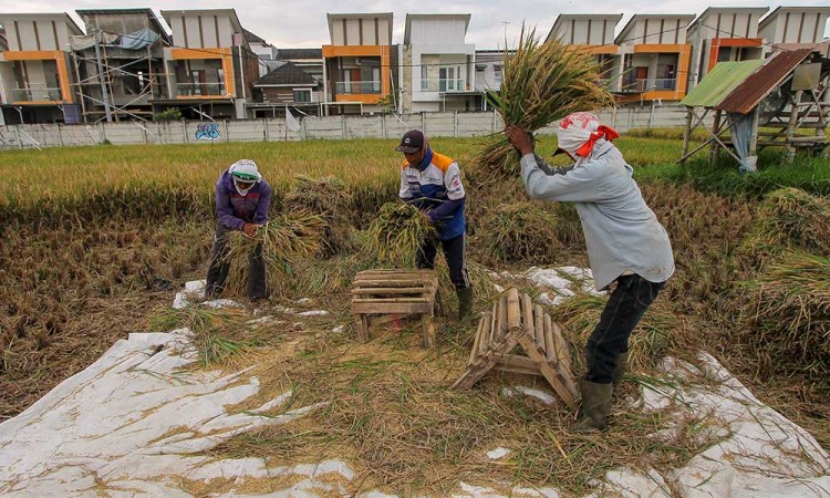 Kementerian ATR/BPN Merevisi Penetapan Lahan Sawah Dilindungi 