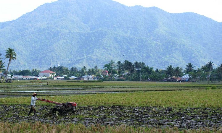 Nilai Tukar Petani Gorontalo Meningkat 0,46 Persen Pada Februari 2023