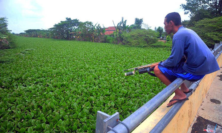 Sungai di Jawa Tengah Dipenuhi Tanaman Enceng Gondok