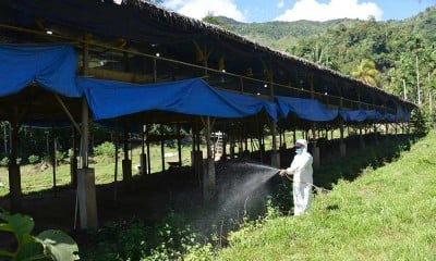 Antisipasi Penyakit Flu Burung, Dinas Peternakan Provinsi Aceh Lakukan Penyemprotan Disinfektan