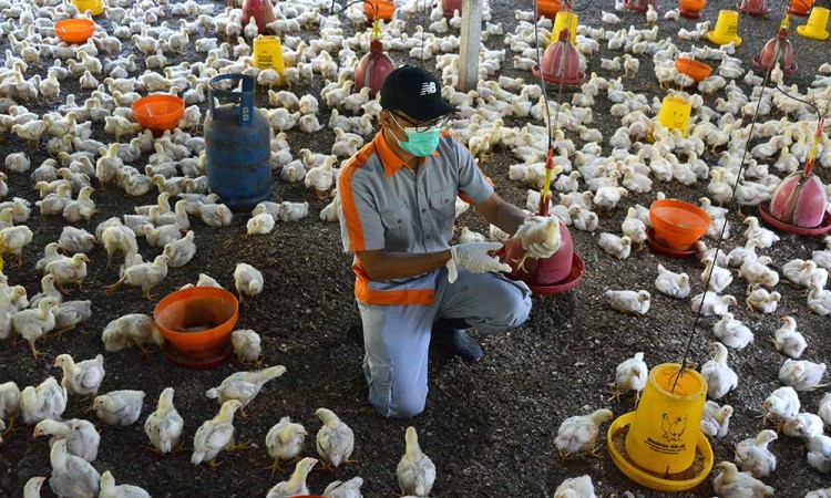 Antisipasi Penyakit Flu Burung, Dinas Peternakan Provinsi Aceh Lakukan Penyemprotan Disinfektan