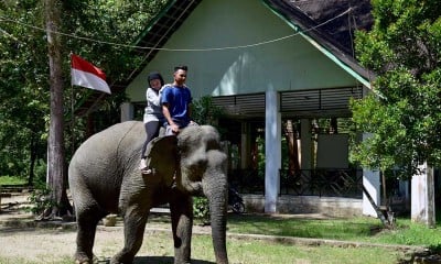 Potensi Ekowisata Gajah di Aceh Belum Digarap Maksimal