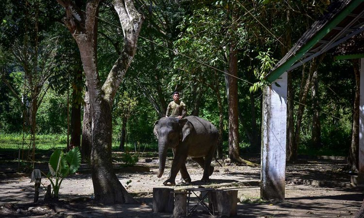 Potensi Ekowisata Gajah di Aceh Belum Digarap Maksimal