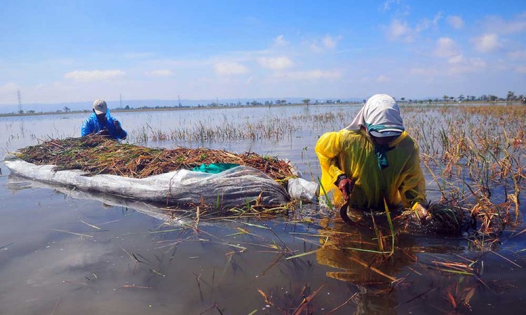 Sebanyak 2.216 Hektare Sawah di Kudus Terdampak Banjir Sehingga Gagal Panen