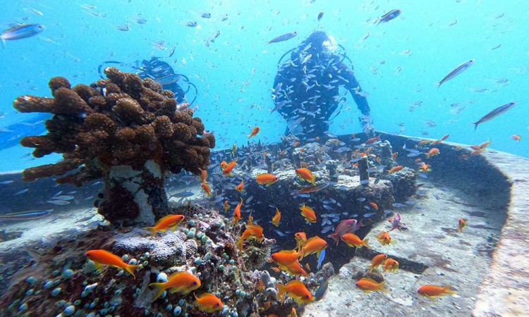 Begini Proses Transplantasi Terumbu Karang di Aceh