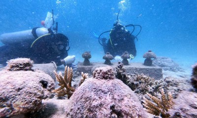 Begini Proses Transplantasi Terumbu Karang di Aceh