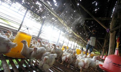 Peternak di Kalimantan Antispasi Flu Burung Secara Mandiri