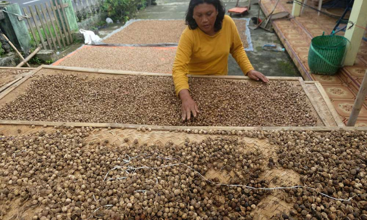 Harga Kapulaga Yang Merupakan Bahan Baku Naik Menjadi Rp60.000 Per Kilogram