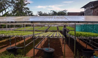 Omzet Petani Milenial di Ciamis Mencapai Rp2,3 Juta Per Minggu