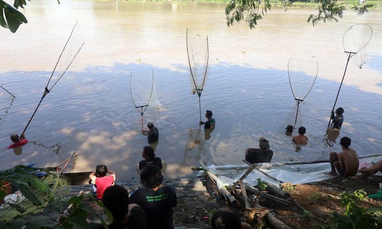 Warga di Kediri Menangkap Ikan Mabuk di Sungai Brantas