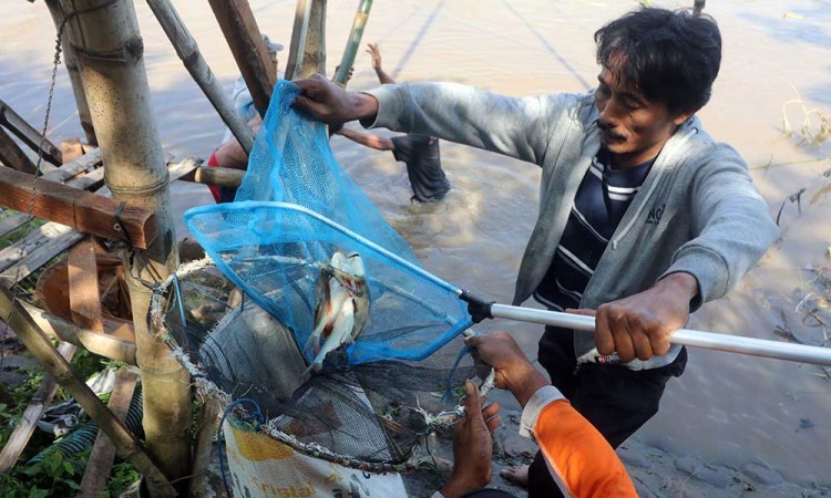 Warga di Kediri Menangkap Ikan Mabuk di Sungai Brantas