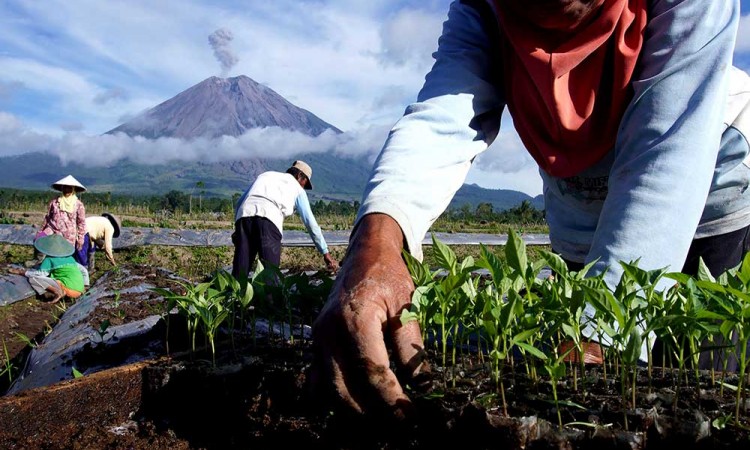 Masuk Musim Tanam, Harga Bibit Cabai Naik
