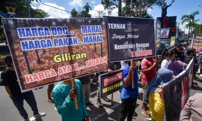 Pertenak Ayam Lokal di NTB Unjuk Rasa Minta Penetapan Harga Acuan Ayam