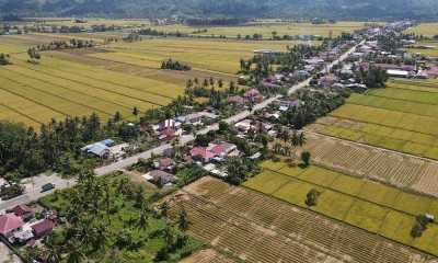 Kabupaten Parigi Moutong Jadi Salah Satu Lumbung Padi Andalan di Sulawesi Tengah