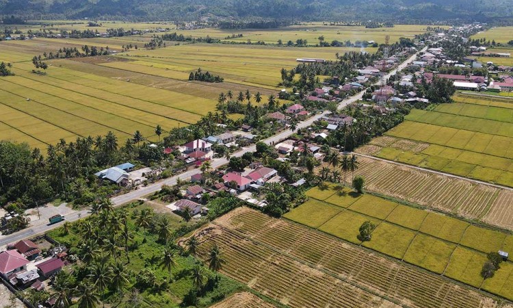 Kabupaten Parigi Moutong Jadi Salah Satu Lumbung Padi Andalan di Sulawesi Tengah