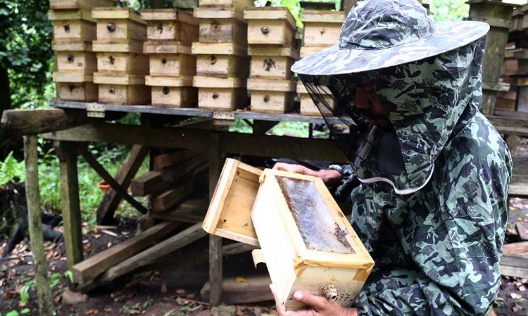 Madu Hasil Budidaya Lebah Madu Trigona Banyak Diminati Masyarakat