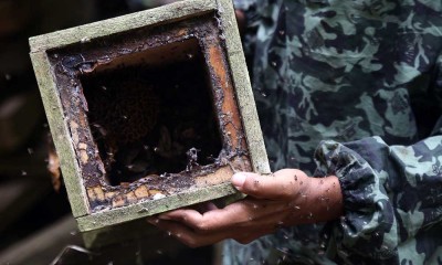 Madu Hasil Budidaya Lebah Madu Trigona Banyak Diminati Masyarakat