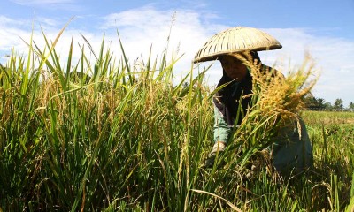 Pemprov Kalimantan Selatan Tingkatkan Produksi Padi Untuk Menyuplai Kebutuhan IKN Nusantara