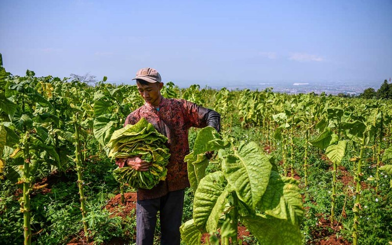 Petani memanen tembakau di Cikoneng, Cileunyi, Kabupaten Bandung, Jawa Barat, Kamis (16/3/2023). Asosiasi Petani Tembakau Indonesia (APTI) menentang rencana pemerintah merevisi PP 109/2012 tentang pengamanan bahan yang mengandung zat adiktif berupa produk tembakau bagi kesehatan karena dinilai akan berimbas terhadap berkurangnya pendapatan dan menurunnya kesejahteraan petani tembakau. ANTARA FOTO/Raisan Al Farisi