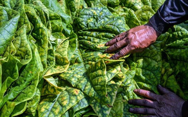 Petani memanen tembakau di Cikoneng, Cileunyi, Kabupaten Bandung, Jawa Barat, Kamis (16/3/2023). Asosiasi Petani Tembakau Indonesia (APTI) menentang rencana pemerintah merevisi PP 109/2012 tentang pengamanan bahan yang mengandung zat adiktif berupa produk tembakau bagi kesehatan karena dinilai akan berimbas terhadap berkurangnya pendapatan dan menurunnya kesejahteraan petani tembakau. ANTARA FOTO/Raisan Al Farisi