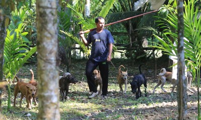 Warga Aceh Gunakan Anjing Untuk Berburu Babi di Hutan