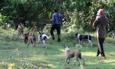 Warga Aceh Gunakan Anjing Untuk Berburu Babi di Hutan
