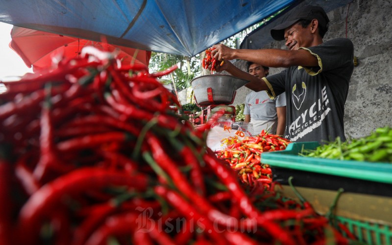 Pedagang menyortir cabai di salah satu pasar tradisional di Jakarta, Minggu (19/3/2023). Dewan Pimpinan Pusat Ikatan Pedagang Pasar Indonesia (DPP IKAPPI) mencatat harga pangan untuk komoditas cabai masih tinggi di pasaran menjelang Ramadan 2023. Seperti cabai rawit yang dijual rata-rata Rp90.000 per kg di Jakarta, juga di beberapa daerah lain masih tinggi. Bisnis/Suselo Jati