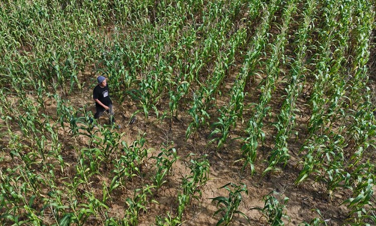 Dukung Program Ketahanan Pangan, Petani di Sulawesi Tenggara Tanam Jagung Seluar 600 Ha