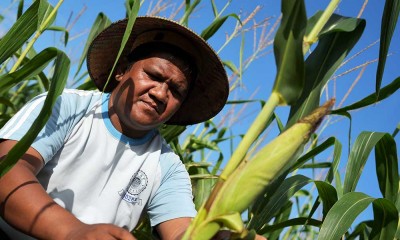 Dukung Program Ketahanan Pangan, Petani di Sulawesi Tenggara Tanam Jagung Seluar 600 Ha