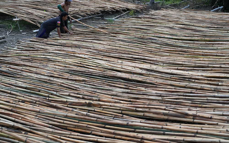 Kayu Rotan Dari Buton Utara Dipasarkan Hingga ke Surabaya