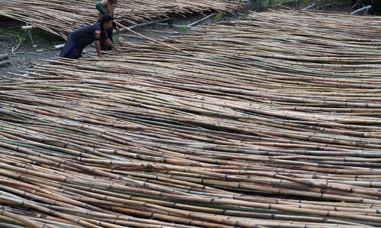 Kayu Rotan Dari Buton Utara Dipasarkan Hingga ke Surabaya