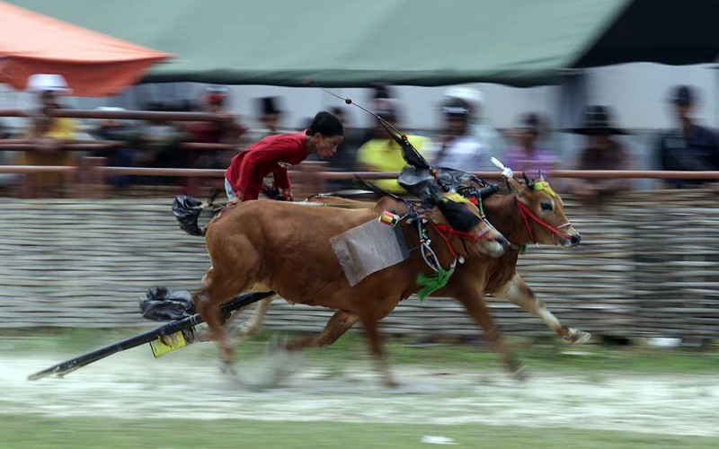 Joki memacu sapi saat lomba Karapan Sapi KASAD Cup 2023 di Stadion Karapan Sapi RP Moh Noer, Bangkalan, Jawa Timur, Senin (20/3/2023). Karapan Sapi tersebut memperebutkan Piala KASAD dengan tajuk "Perang Bintang" dan diikuti 48 peserta dari berbagai daerah di Jawa Timur. ANTARA FOTO/Moch Asim