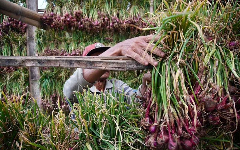 Petani menjemur bawang merah hasil panen di Desa Ngebrong, Malang, Jawa Timur, Jumat (31/3/2023). Sejak awal bulan Ramadan, harga bawang merah ditingkat petani berangsur turun dari harga normalnya berkisar Rp22 ribu per kg menjadi sekitar Rp18 ribu per kg yang disebabkan melimpahnya pasokan bawang merah di pasaran. ANTARA FOTO/Irfan Sumanjaya