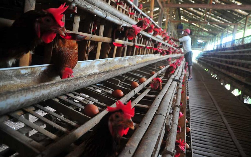 Peternak mengumpulkan telur ayam ras di Desa Gribig, Gebog, Kudus, Jawa Tengah, Jumat (7/4/2023). Menurut peternak setempat, memasuki minggu ketiga bulan Ramadhan harga telur ayam di tingkat peternak justru turun menjadi Rp25.500 ribu bila dibandingkan awal bulan Ramadhan yaitu Rp28.500 per kilogram yang disebabkan berkurangnya permintaan, dan diprediksi akan naik kembali sepekan menjelang Lebaran. ANTARA FOTO/Yusuf Nugroho