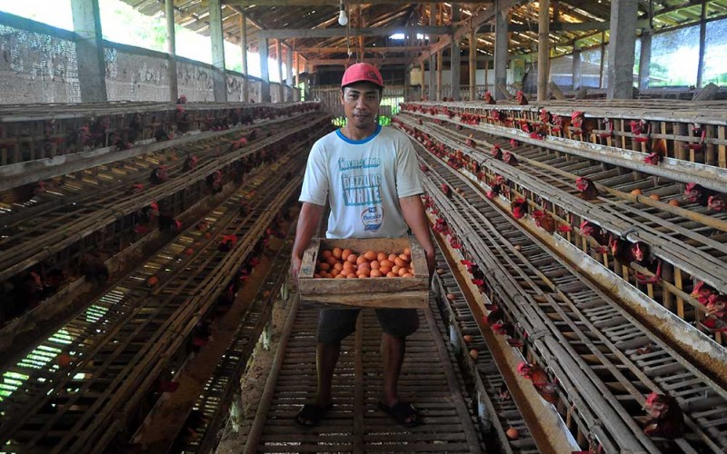 Peternak mengumpulkan telur ayam ras di Desa Gribig, Gebog, Kudus, Jawa Tengah, Jumat (7/4/2023). Menurut peternak setempat, memasuki minggu ketiga bulan Ramadhan harga telur ayam di tingkat peternak justru turun menjadi Rp25.500 ribu bila dibandingkan awal bulan Ramadhan yaitu Rp28.500 per kilogram yang disebabkan berkurangnya permintaan, dan diprediksi akan naik kembali sepekan menjelang Lebaran. ANTARA FOTO/Yusuf Nugroho
